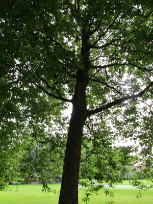  picture  Gewone_plataan |Platanus_hybrida