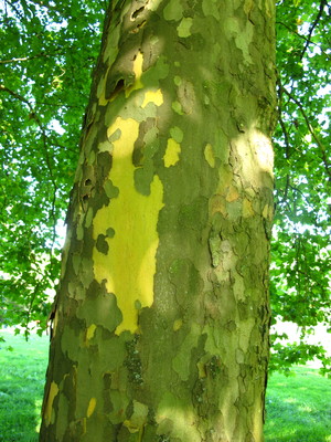  picture  Gewone_plataan |Platanus_hybrida