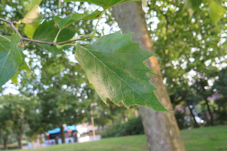  picture  Gewone_plataan |Platanus_hybrida