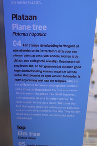  picture  Gewone_plataan |Platanus_hybrida