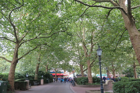  picture  Gewone_plataan |Platanus_hybrida