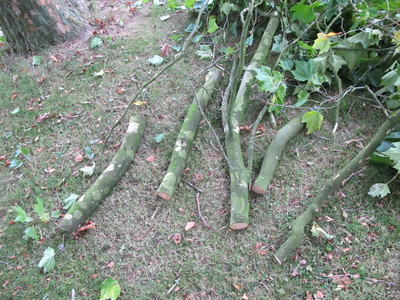  picture  Gewone_plataan |Platanus_hybrida