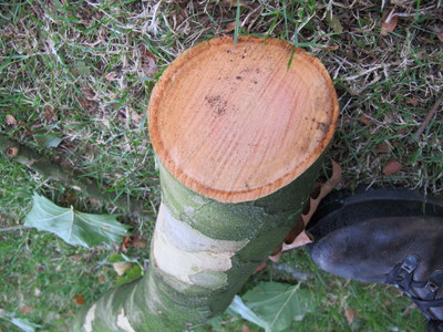  picture  Gewone_plataan |Platanus_hybrida