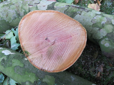  picture  Gewone_plataan |Platanus_hybrida