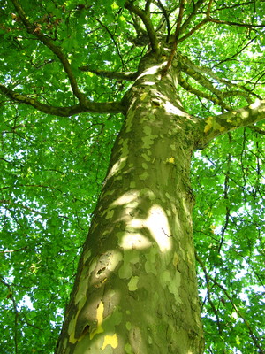  picture  Gewone_plataan |Platanus_hybrida
