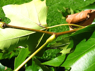  picture  Gewone_plataan |Platanus_hybrida