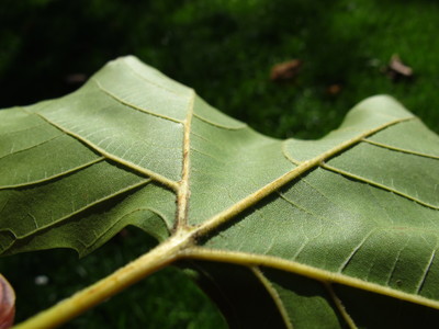  picture  Gewone_plataan |Platanus_hybrida