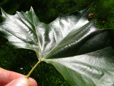  picture  Gewone_plataan |Platanus_hybrida