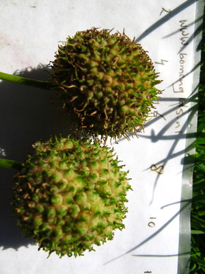  picture  Gewone_plataan |Platanus_hybrida