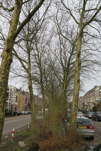  picture  Gewone_plataan |Platanus_hybrida