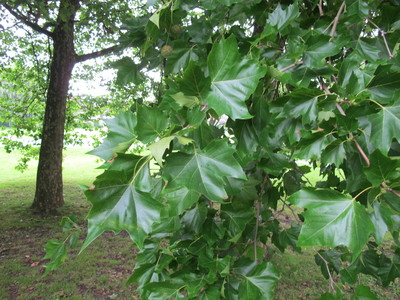  picture  Gewone_plataan |Platanus_hybrida