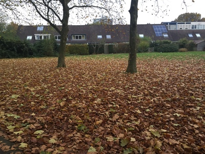  picture  Gewone_plataan |Platanus_hybrida