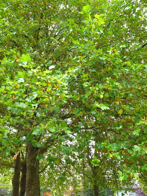 picture  Gewone_plataan |Platanus_hybrida