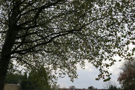  picture  Gewone_plataan |Platanus_hybrida