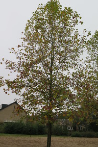  picture  Gewone_plataan |Platanus_hybrida