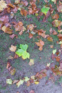  picture  Gewone_plataan |Platanus_hybrida