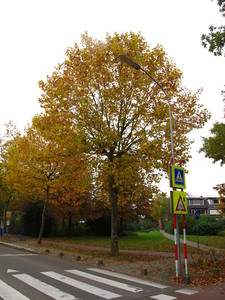  picture  Gewone_plataan |Platanus_hybrida