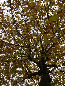  picture  Gewone_plataan |Platanus_hybrida