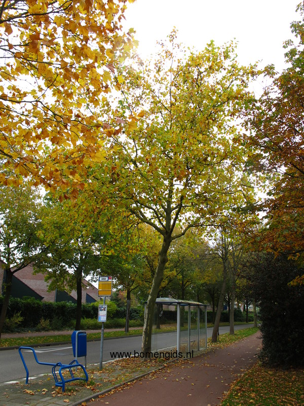 herken-de-boomsoort-nl-gewone-plataan-latin-platanus-hybrida-uk