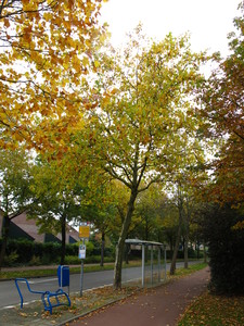  picture  Gewone_plataan |Platanus_hybrida