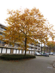  picture  Gewone_plataan |Platanus_hybrida