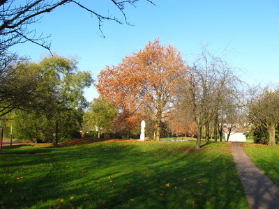  picture  Gewone_plataan |Platanus_hybrida