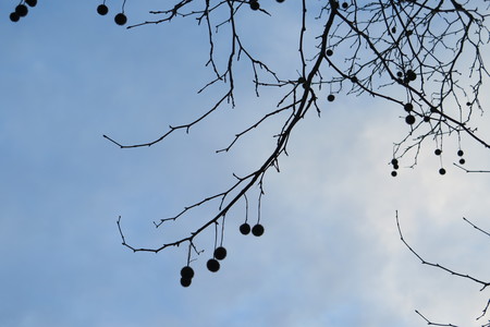  picture  Gewone_plataan |Platanus_hybrida