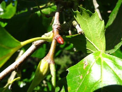  picture  Gewone_plataan |Platanus_hybrida