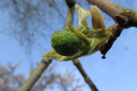  picture  Gewone_plataan |Platanus_hybrida