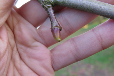  picture  Gewone_plataan |Platanus_hybrida