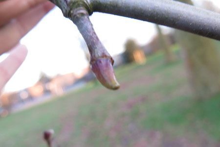  picture  Gewone_plataan |Platanus_hybrida