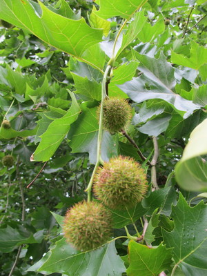  picture  Gewone_plataan |Platanus_hybrida