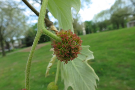  picture  Gewone_plataan |Platanus_hybrida