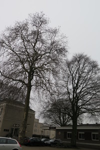  picture  Gewone_plataan |Platanus_hybrida