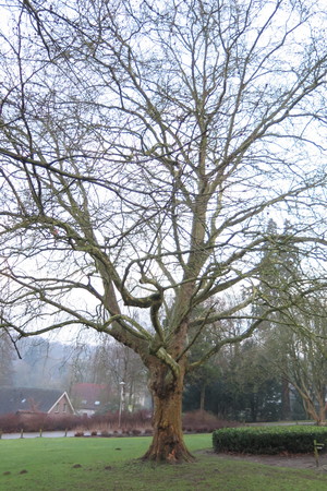  picture  Gewone_plataan |Platanus_hybrida