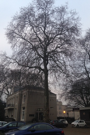 picture  Gewone_plataan |Platanus_hybrida