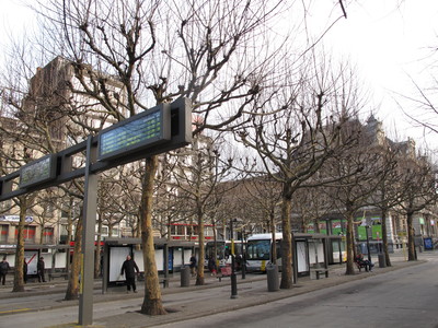  picture  Gewone_plataan |Platanus_hybrida