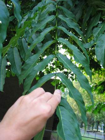 Leaf picture  Gewone vleugelnoot ( Pterocarya fraxinifolia)