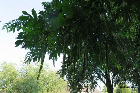  picture  Gewone_vleugelnoot |Pterocarya_fraxinifolia