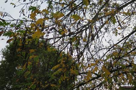  picture  Gewone_vleugelnoot |Pterocarya_fraxinifolia