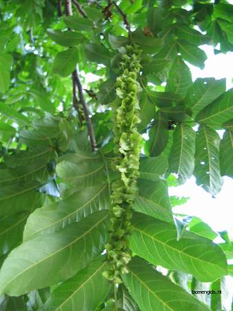 Leaf picture  Gewone vleugelnoot ( Pterocarya fraxinifolia)