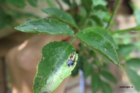  picture  Gewone_vlier |Sambucus_nigra