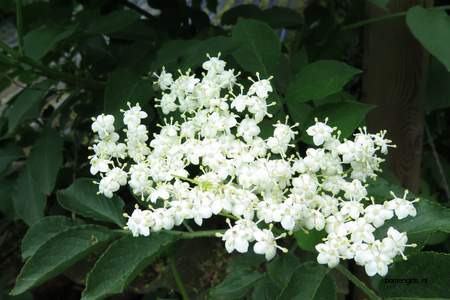  picture  Gewone_vlier |Sambucus_nigra