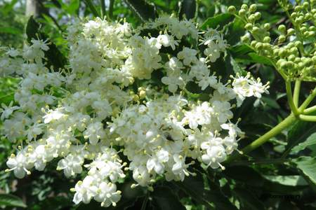  picture  Gewone_vlier |Sambucus_nigra