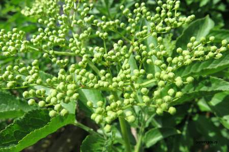  picture  Gewone_vlier |Sambucus_nigra