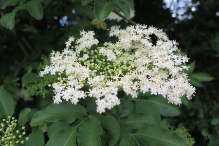  picture  Gewone_vlier |Sambucus_nigra