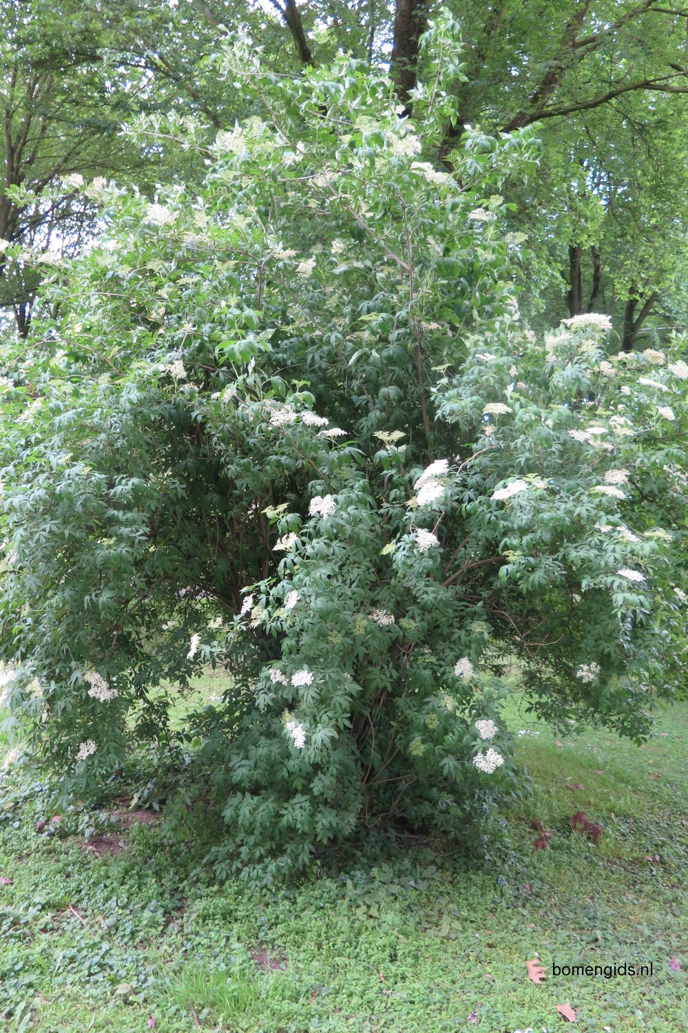 Herken de boomsoort NL Gewone vlier; Latin Sambucus