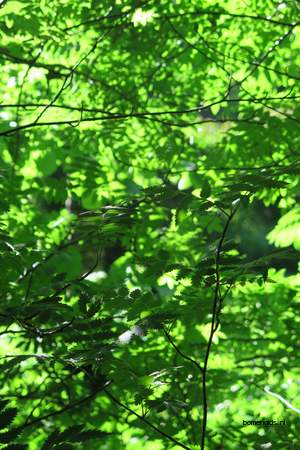  picture  Gewone_vlier |Sambucus_nigra