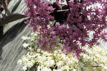  picture  Gewone_vlier |Sambucus_nigra