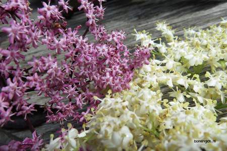  picture  Gewone_vlier |Sambucus_nigra